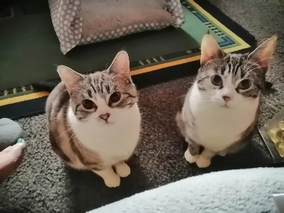 Mischief And Gizmo. May 2023