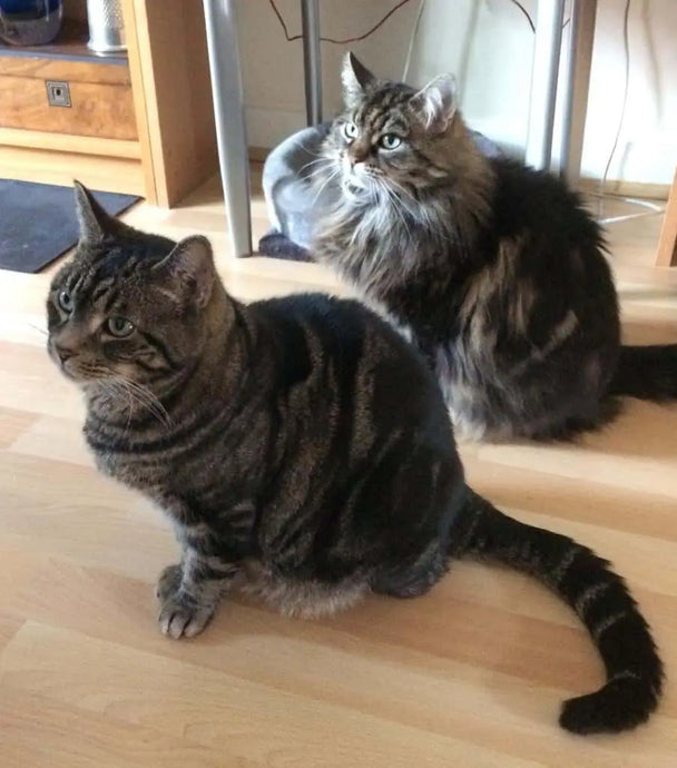 Mollie &amp; Alfie – Sár-réaltaí Aibreán 2020