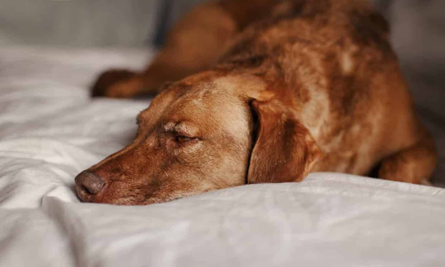 dog Mourning