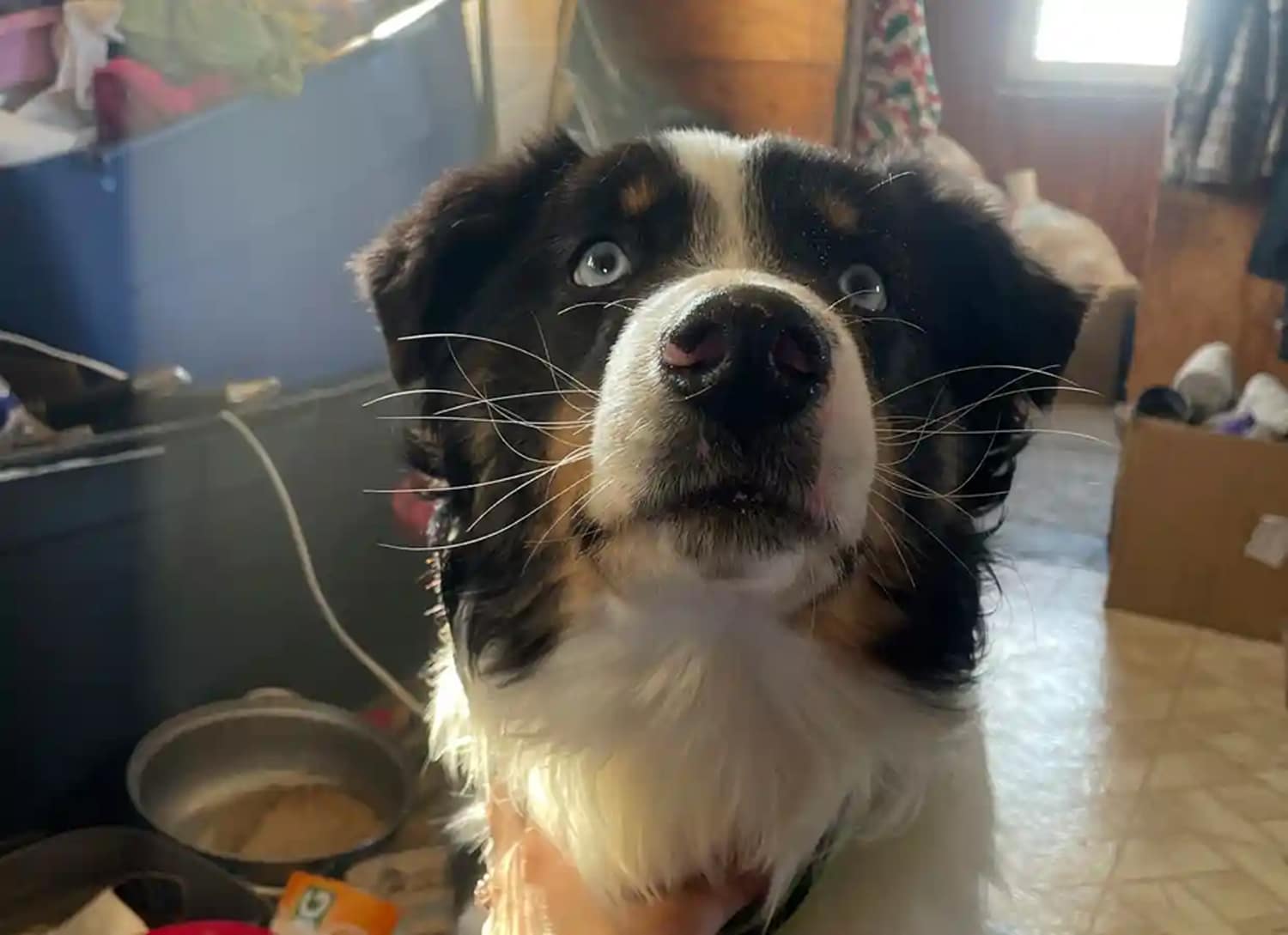 lost dog returned