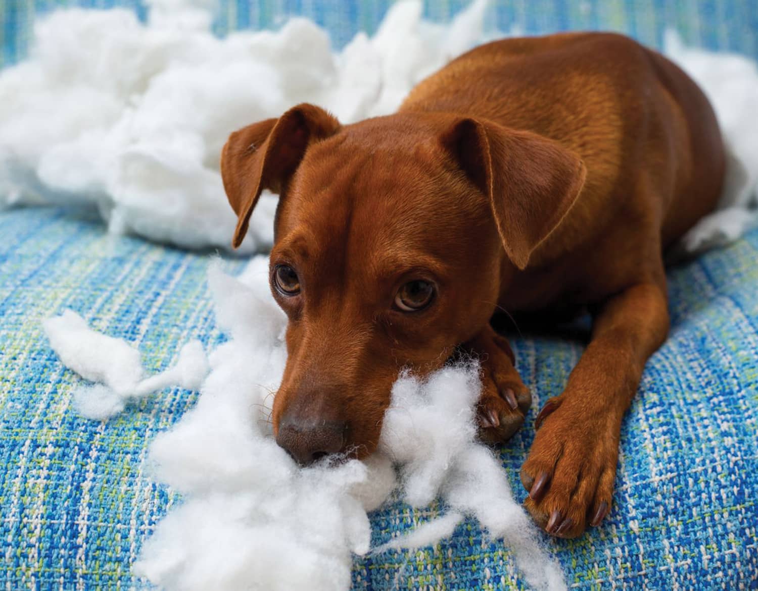 Pet damage