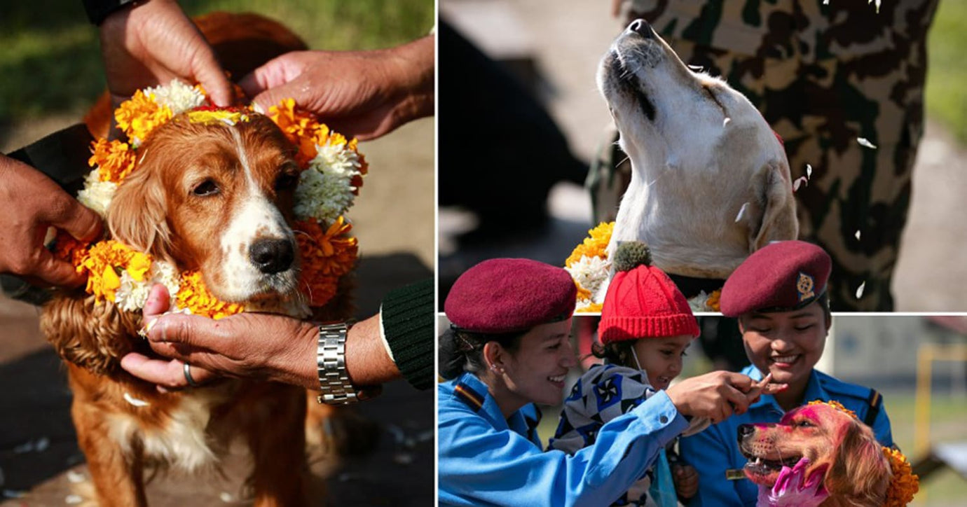 dogs worship