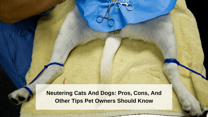 Neutering Cats And Dogs: Pros, Cons, And Other Tips Pet Owners Should Know
