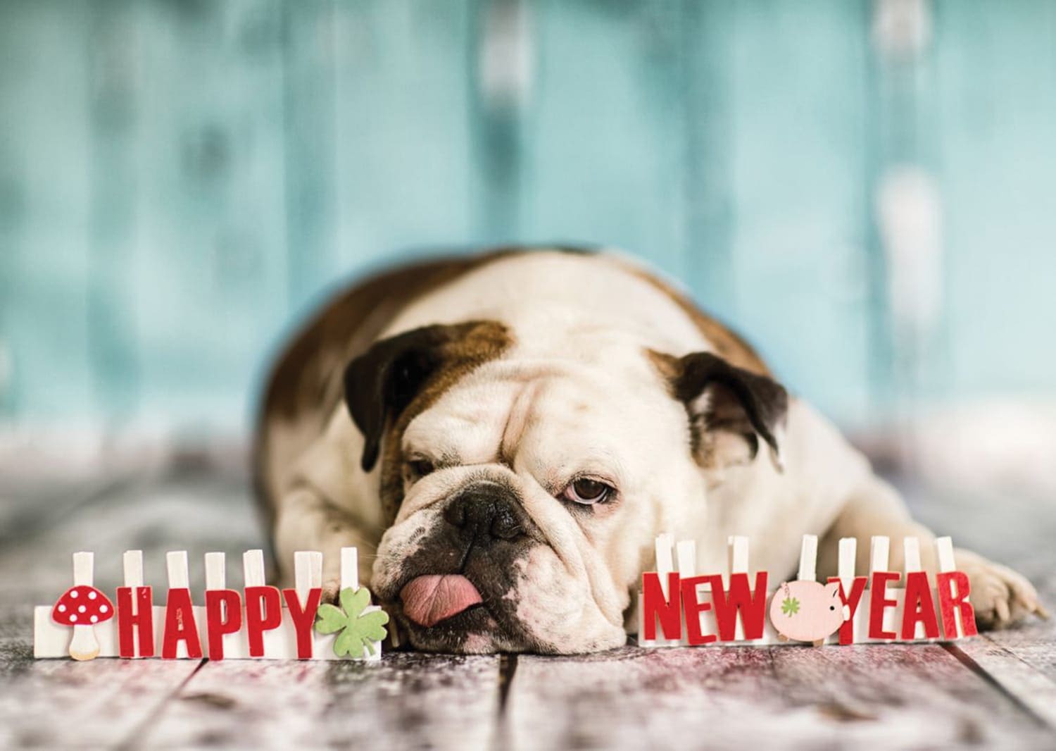 Bull Dog Celebrating New Year 