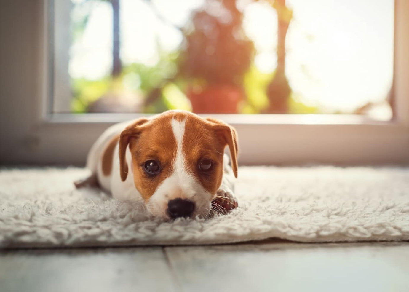 Puppy on carpet