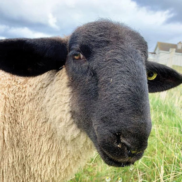Crofter makes 540-mile trip to be reunited with pet lamb