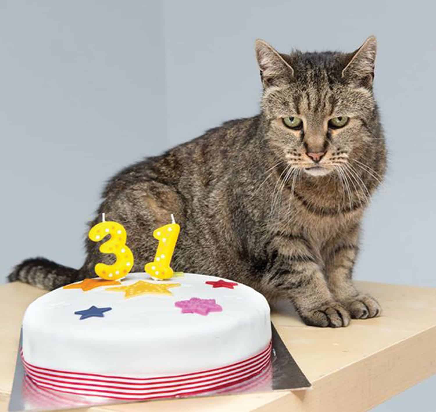 oldest cat