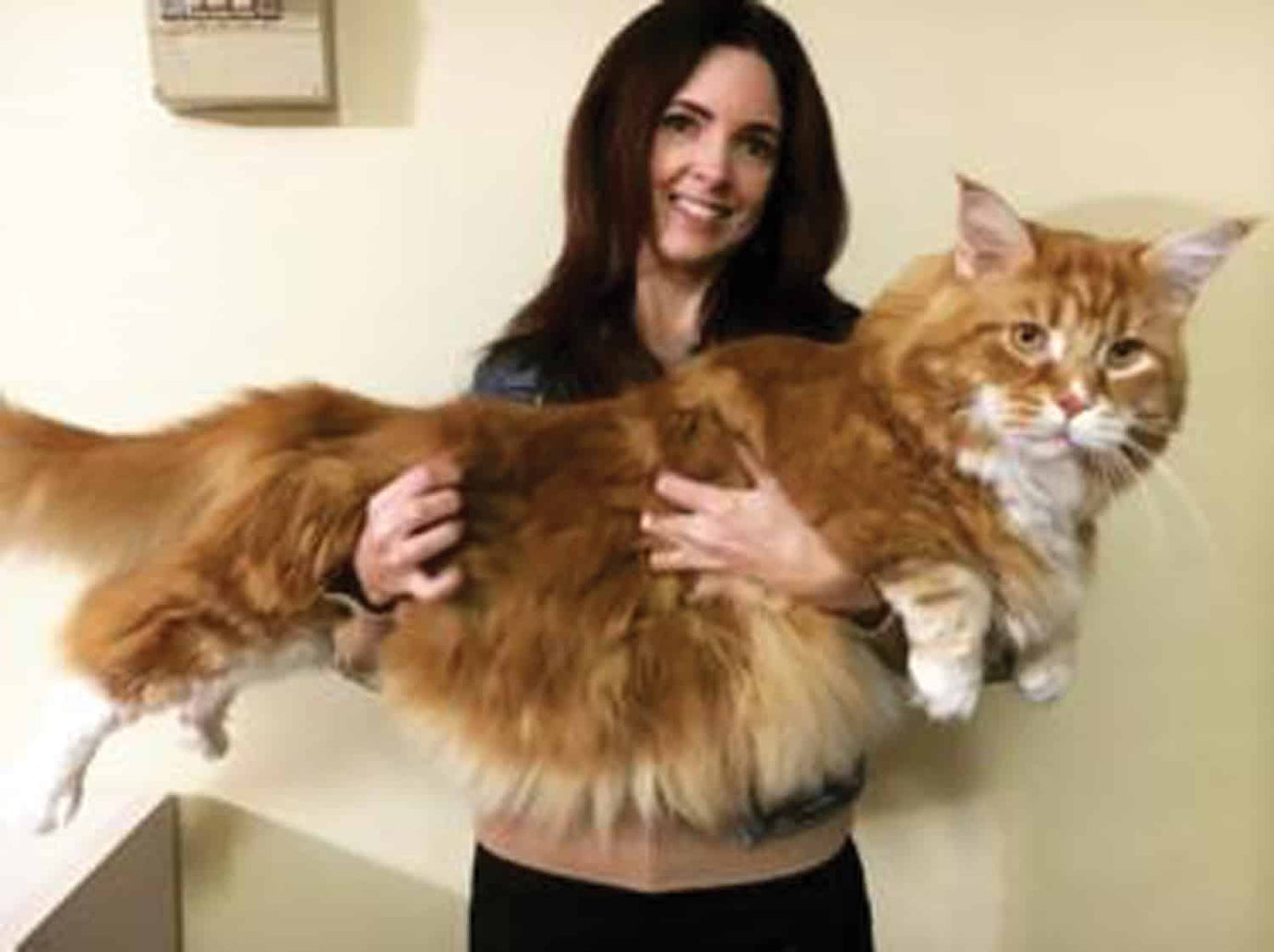 longest cat