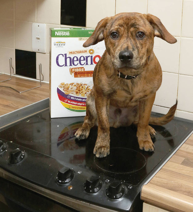 Cooker spaniel: Puppy causes £1,000 damage after switching on cooker - in ‘revenge’ for getting the snip