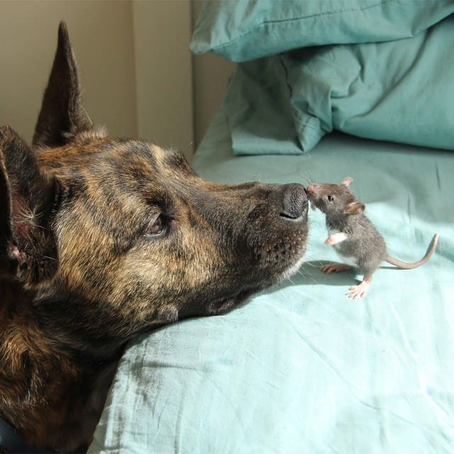 dog and rat