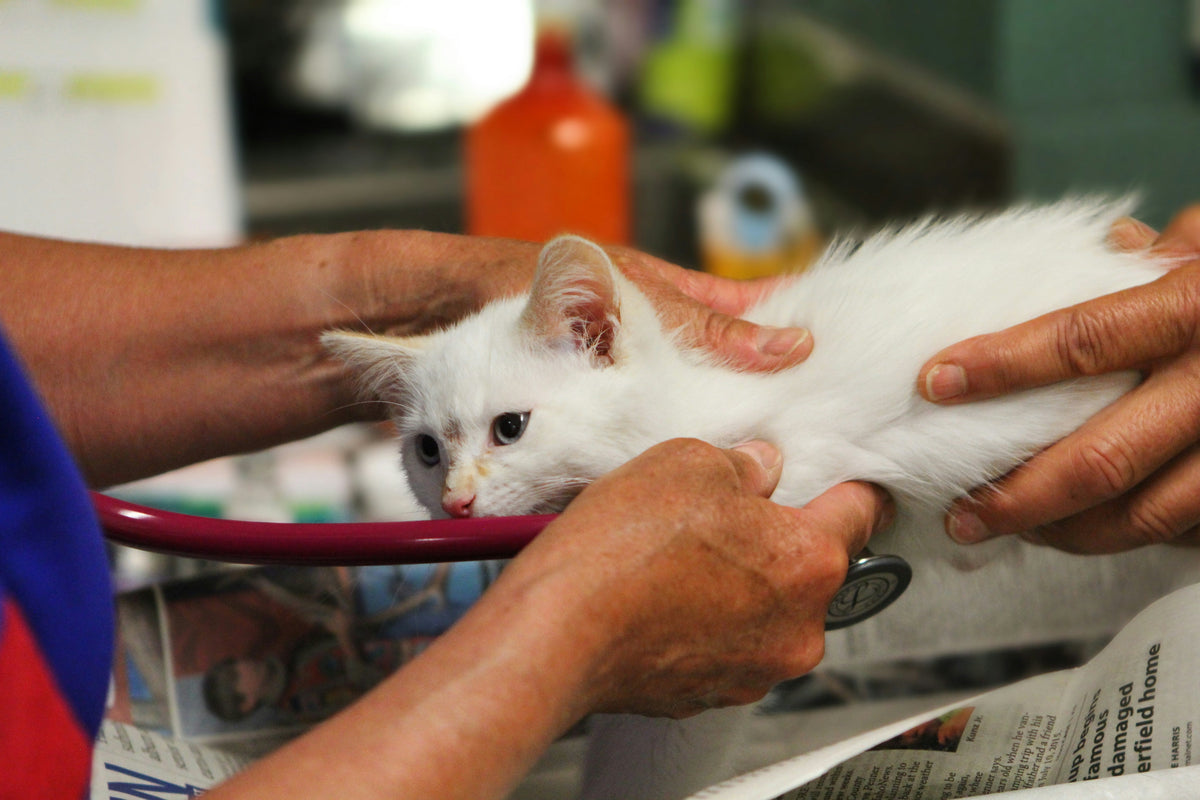 Vet emergency and out-of-hours care responsibilities