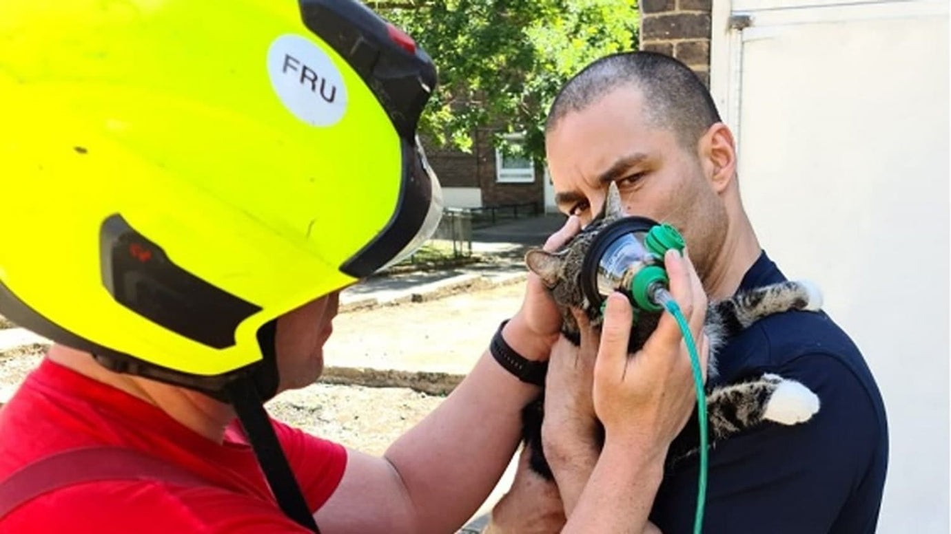 pet friendly Oxygen Mask