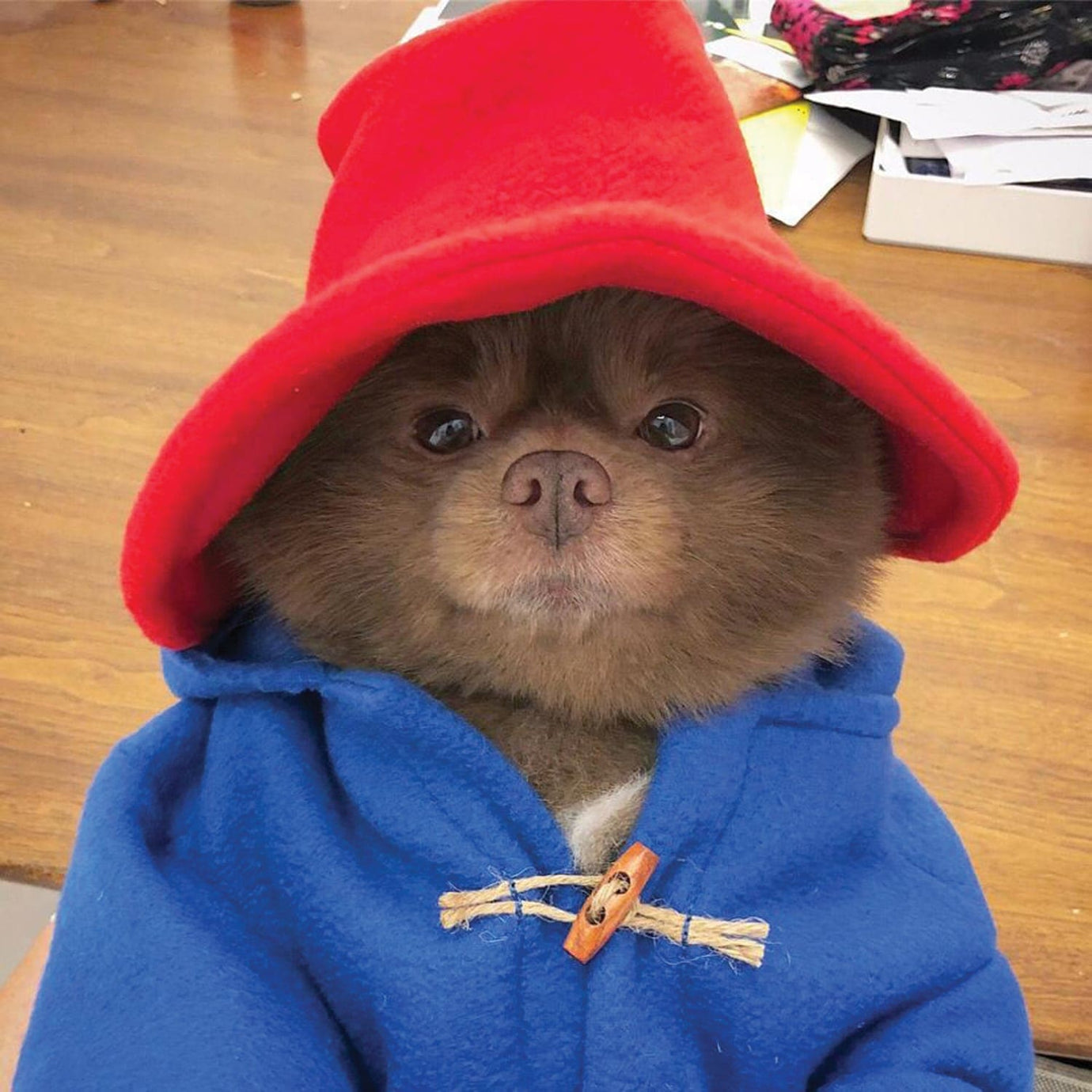 paddington