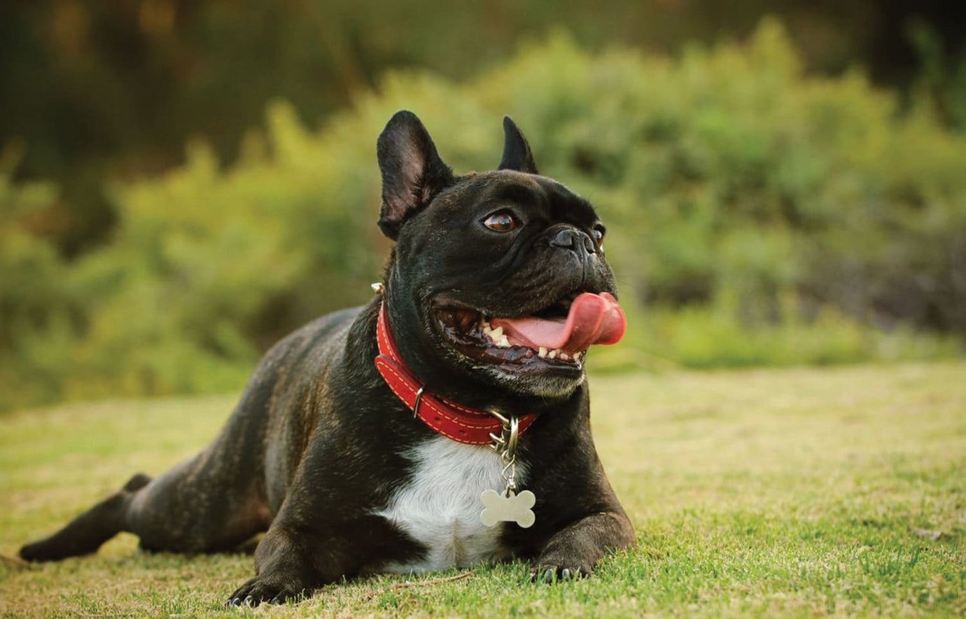 french bulldog