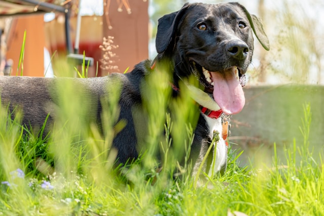 Panting, gular fluttering and sploots: How Britain’s animals try to keep cool