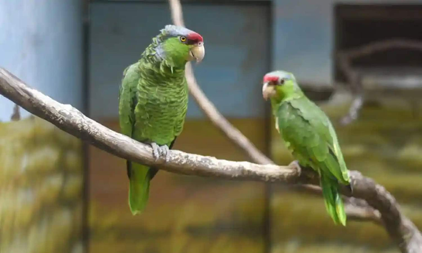Green Parrots on branch