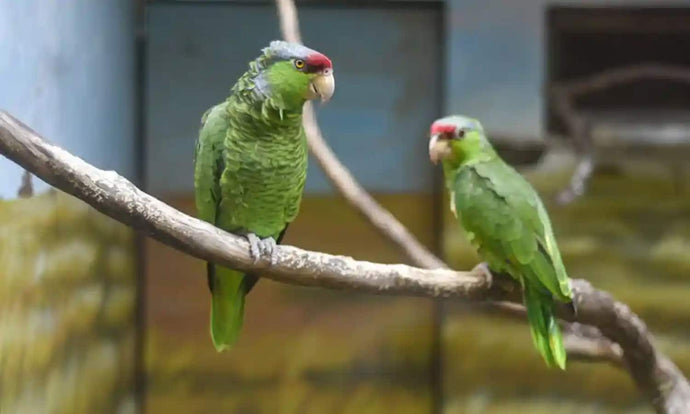 Parrots taught to video call each other become less lonely, finds research