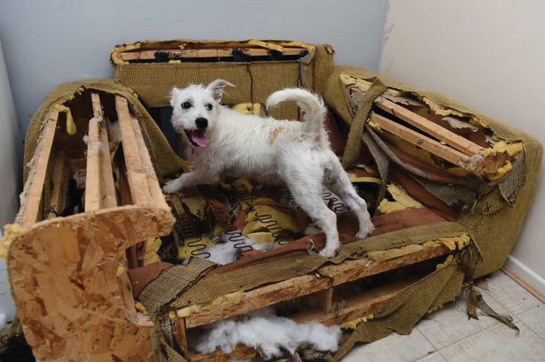 Destructive dog