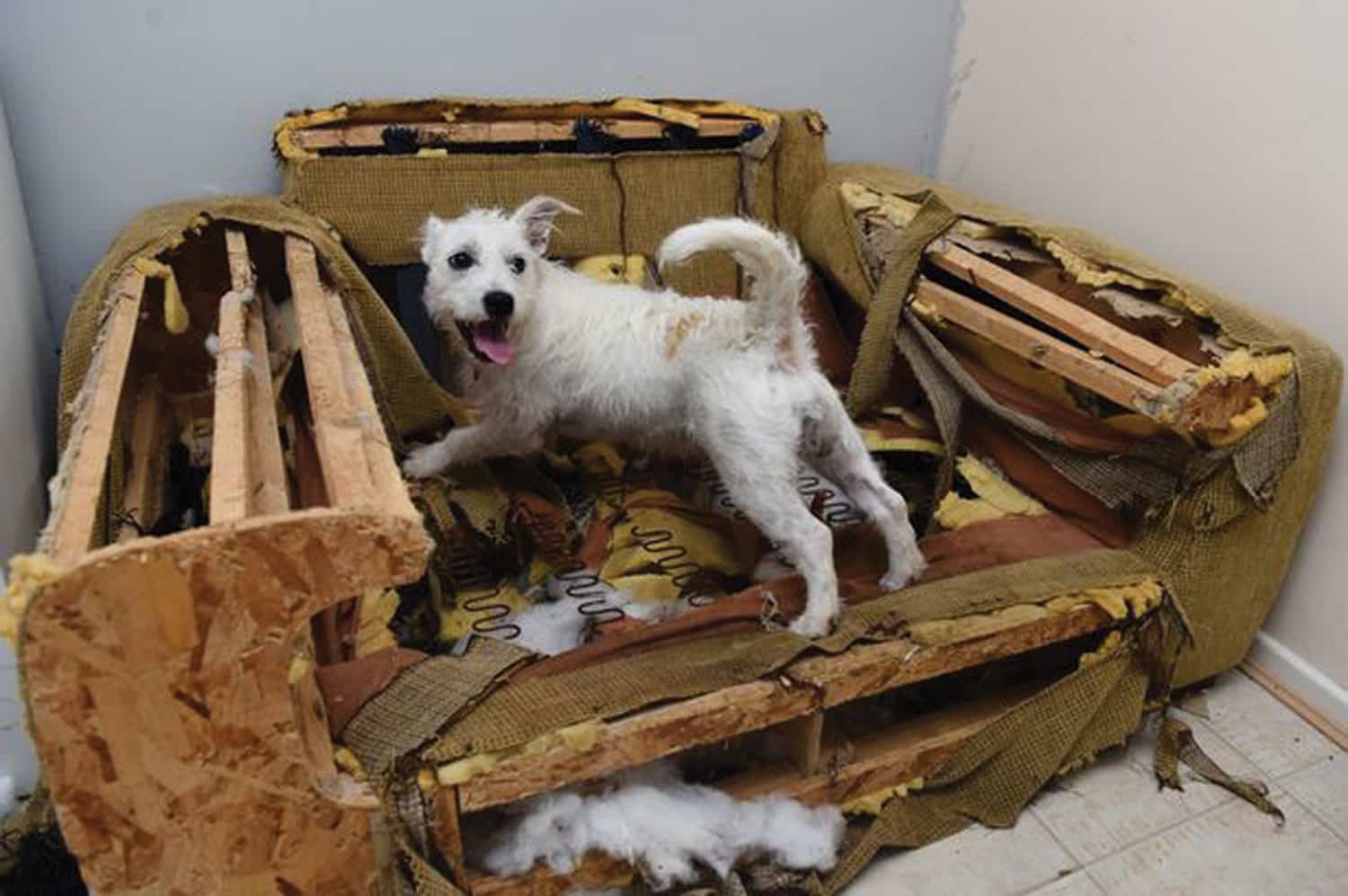 Destructive dog