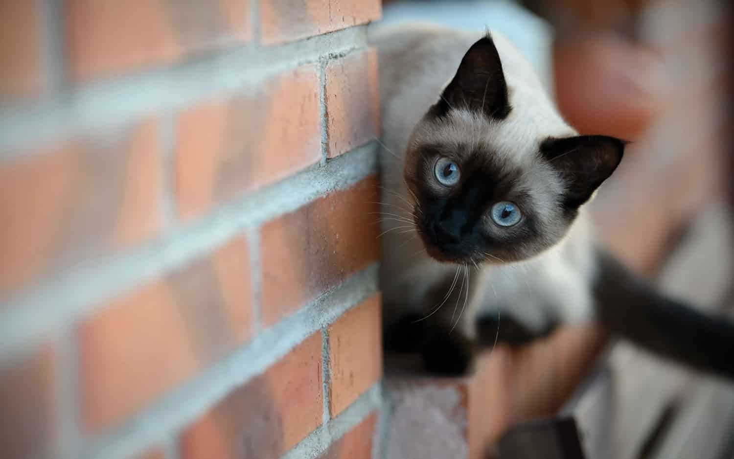 cat visiting