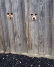 dogs peek