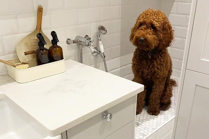 Mae'r dyluniad yn mynd i'r cŵn: O gawodydd cŵn i fframiau dringo cathod - mae anifeiliaid anwes yn cymryd drosodd y tu mewn i gartrefi Llundain