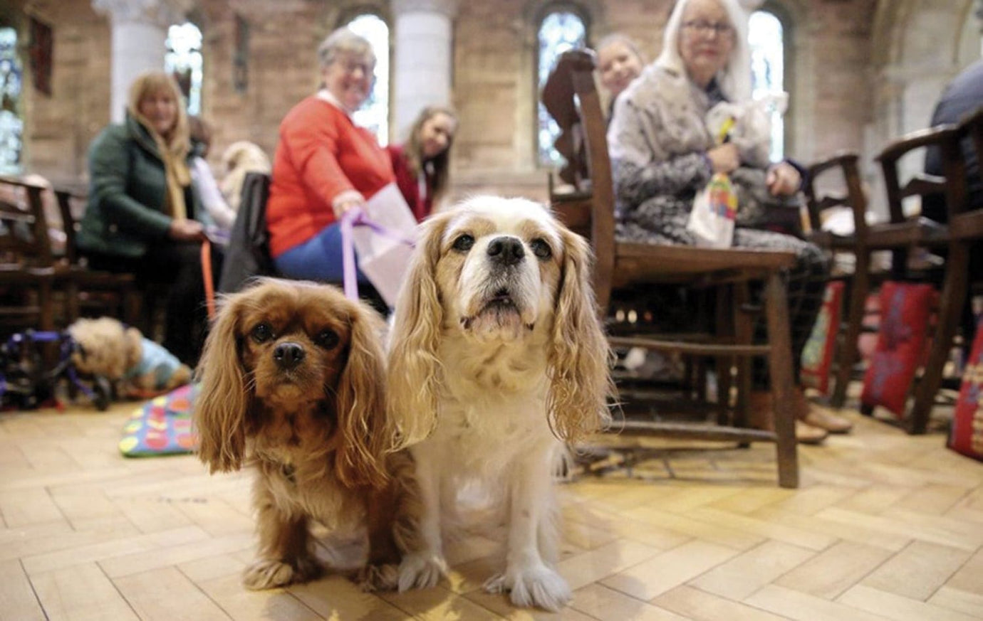 two long haird small dogs