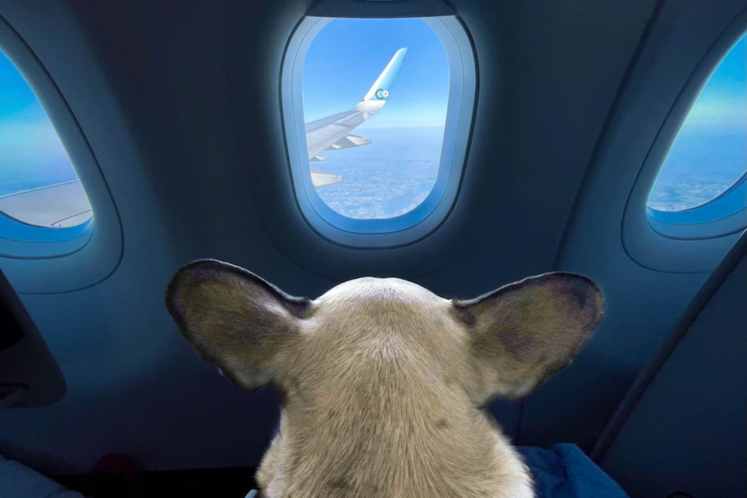 pets in the cabin