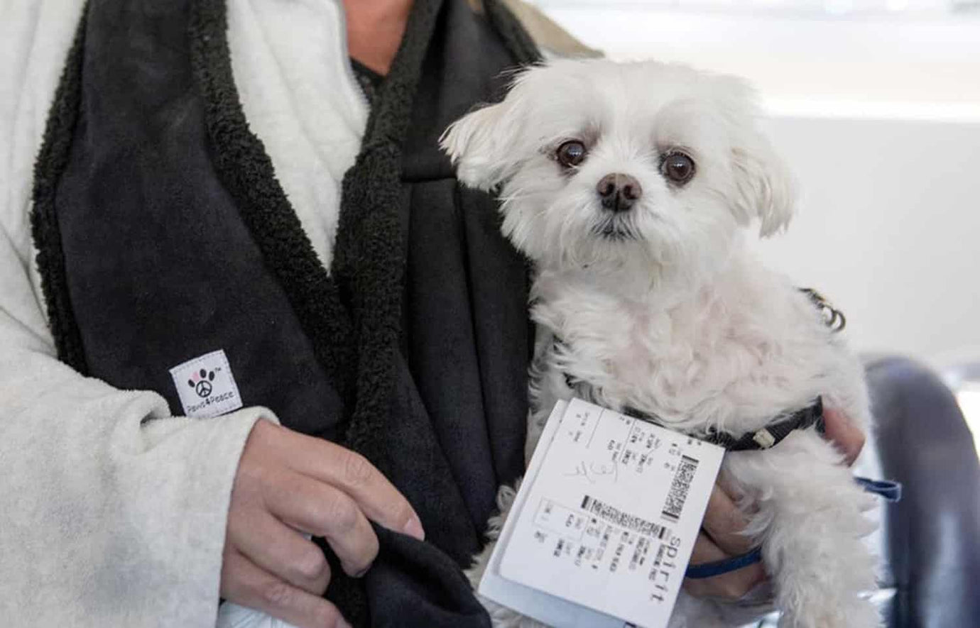 Pet Passports