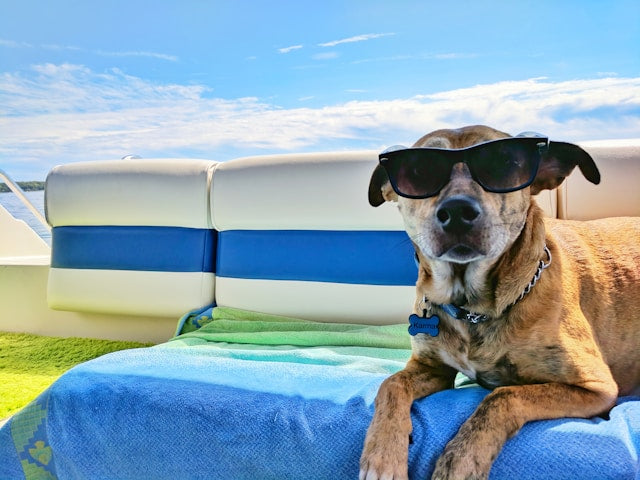 Post-Brexit pet travel scheme comes into effect