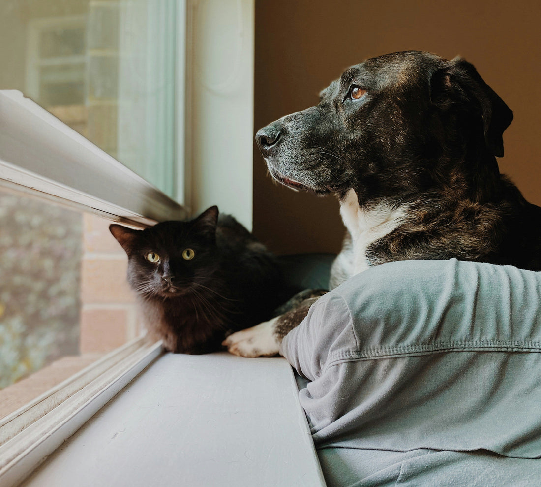 Unconditional love: 10 benefits of owning a pet
