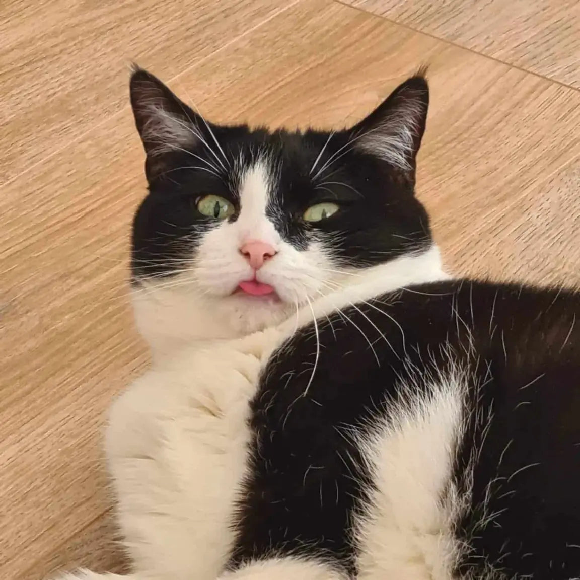 Perky Pixie. September 2022