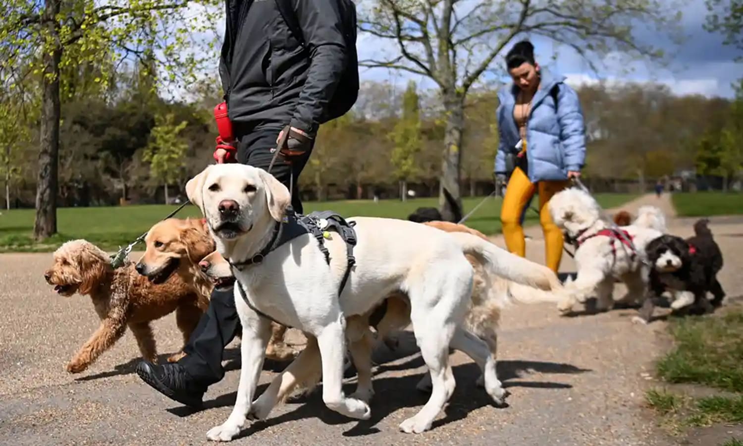 dog play park