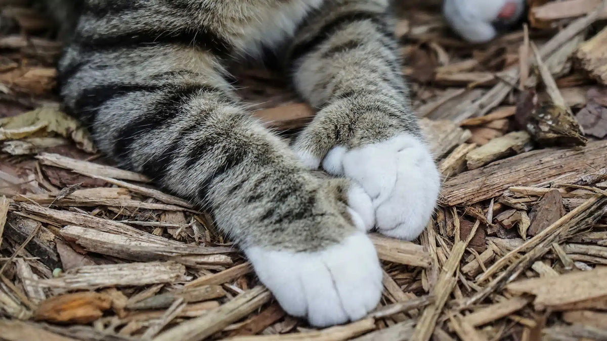 Feline Feet 10 Fun Facts About Polydactyl Cats My Pet Matters feline-feet-10-fun-facts-about-polydactyl-cats-my-pet-matters