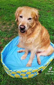 dog paddling pool