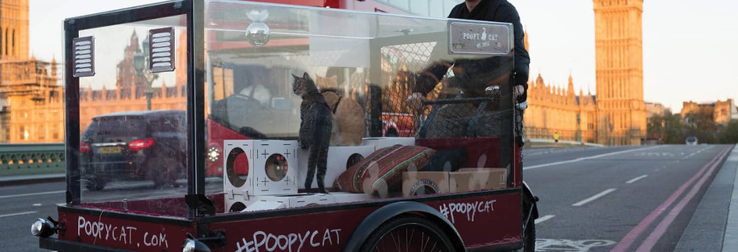 cat lovers