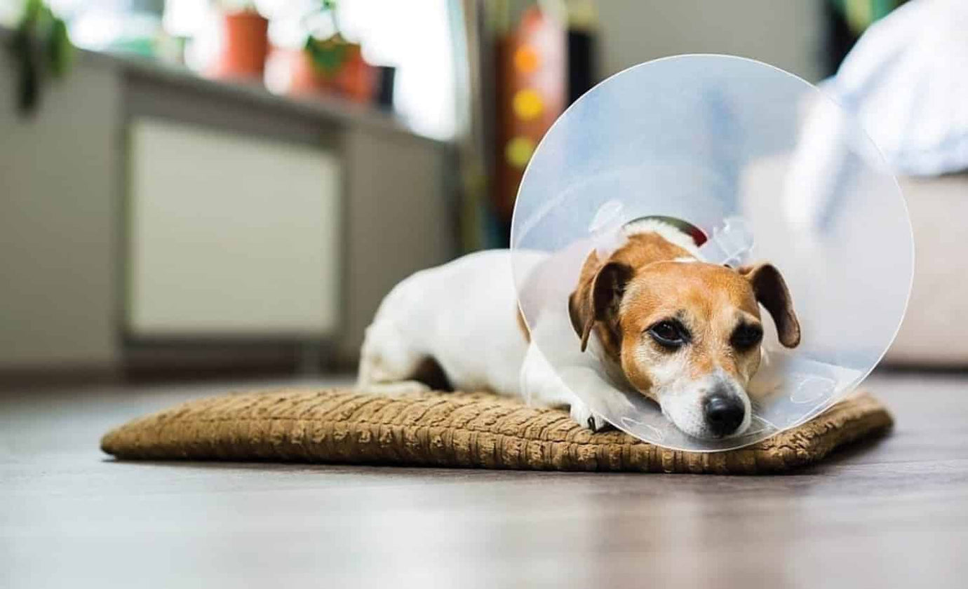 neutering your pet