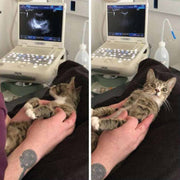 Pregnant cat