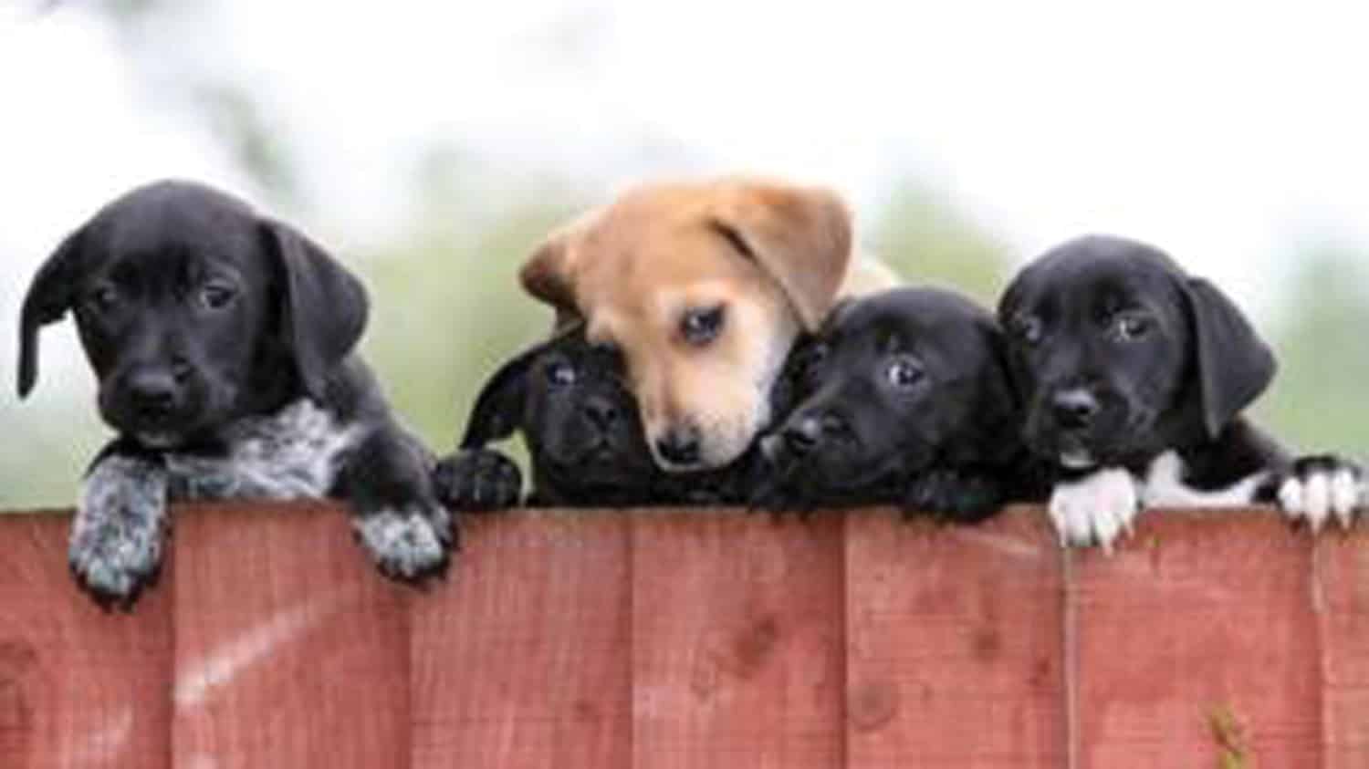 puppy