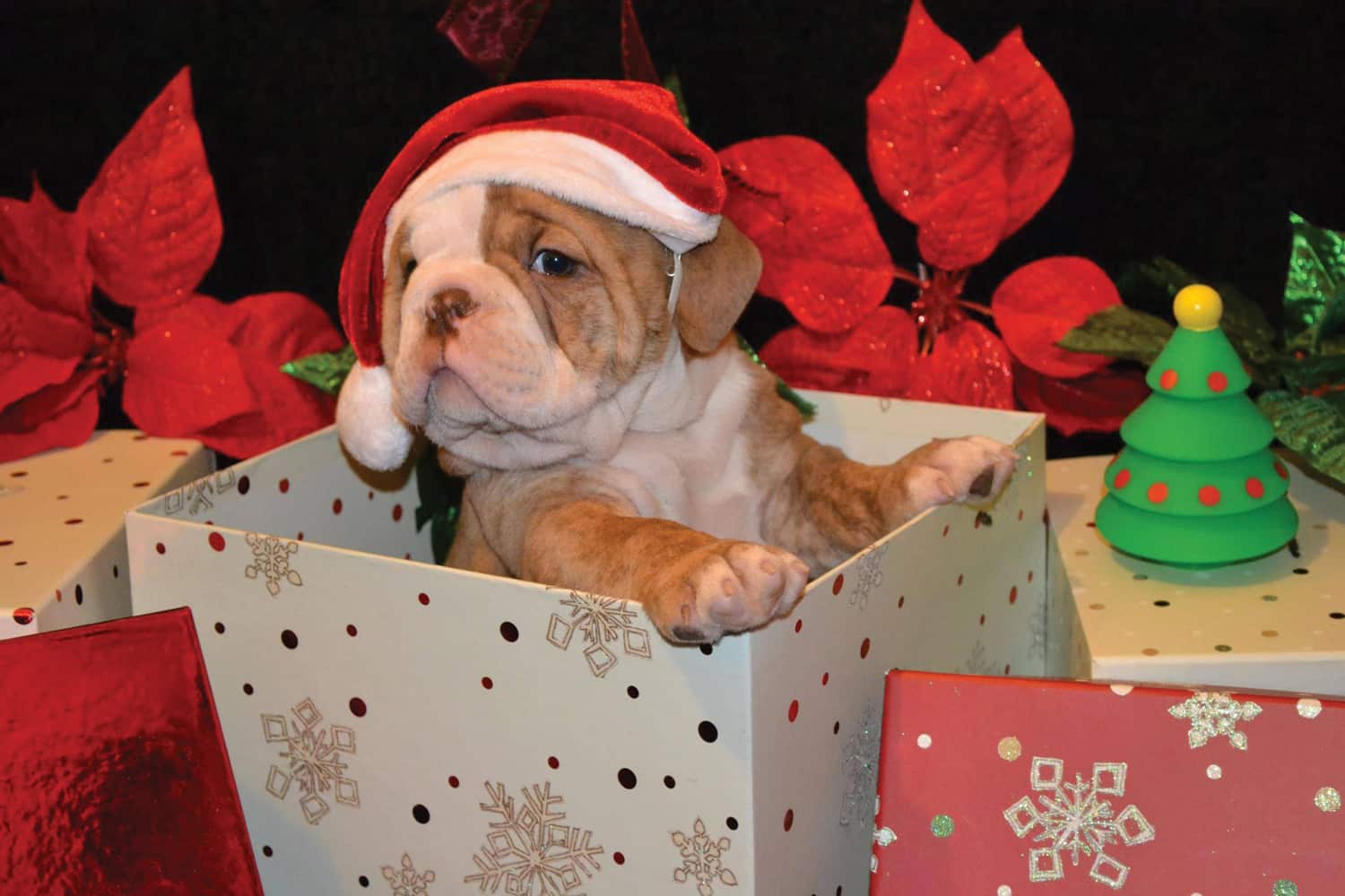christmas pet