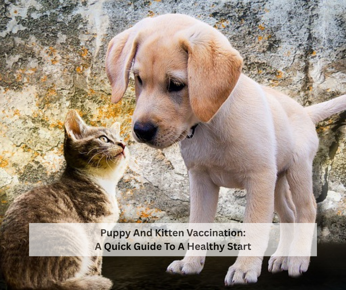 Puppy And Kitten Vaccination: A Quick Guide To A Healthy Start