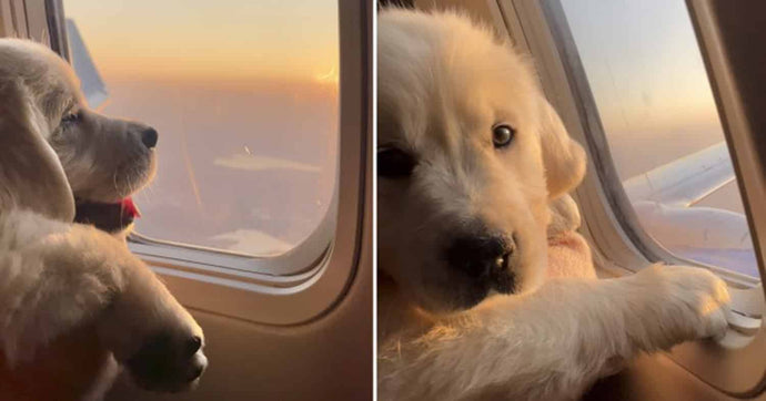Adorable puppy enjoys his first flight on a plane - and even gets a window seat