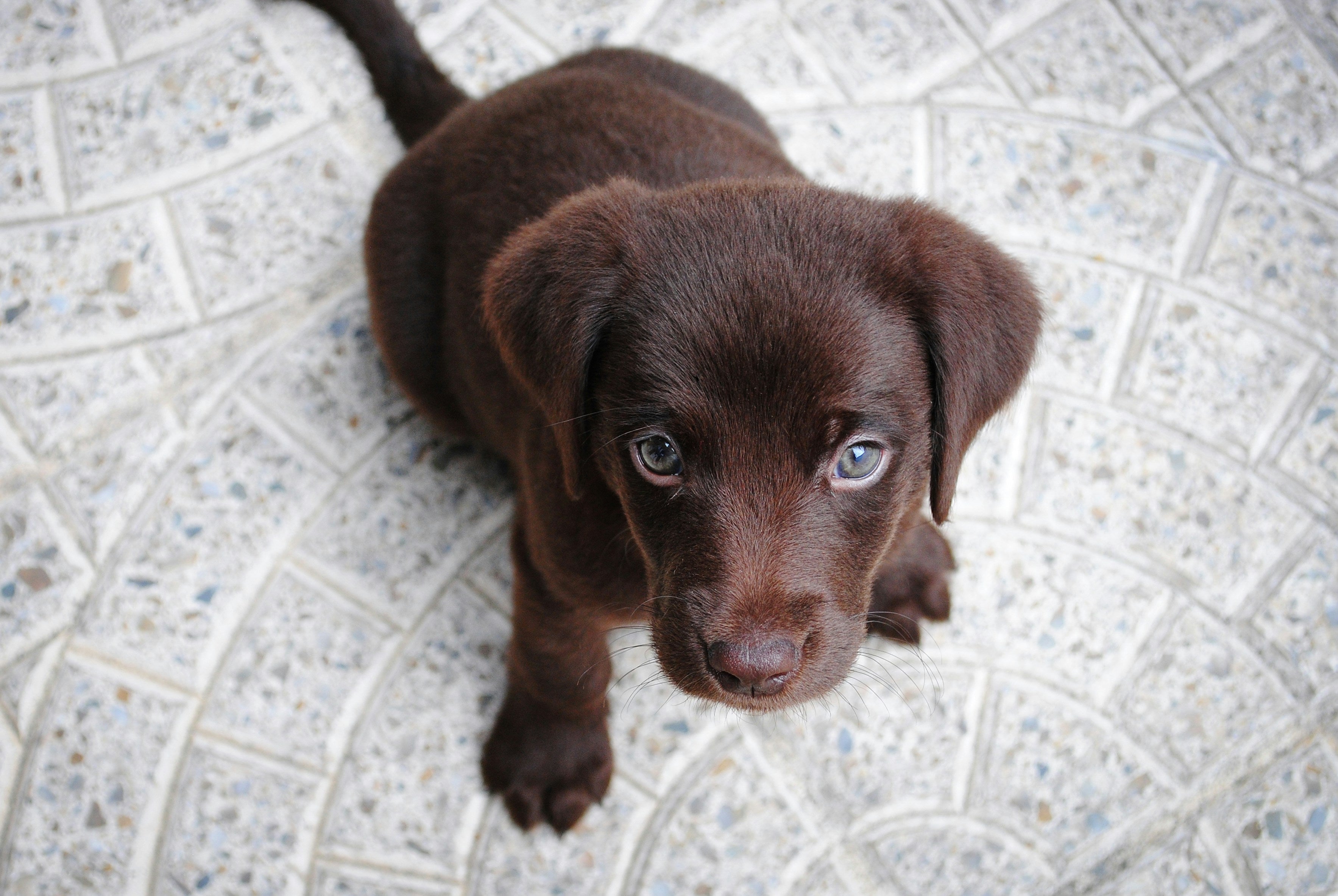 Puppy peril: That dog you want to buy online may be a scam
