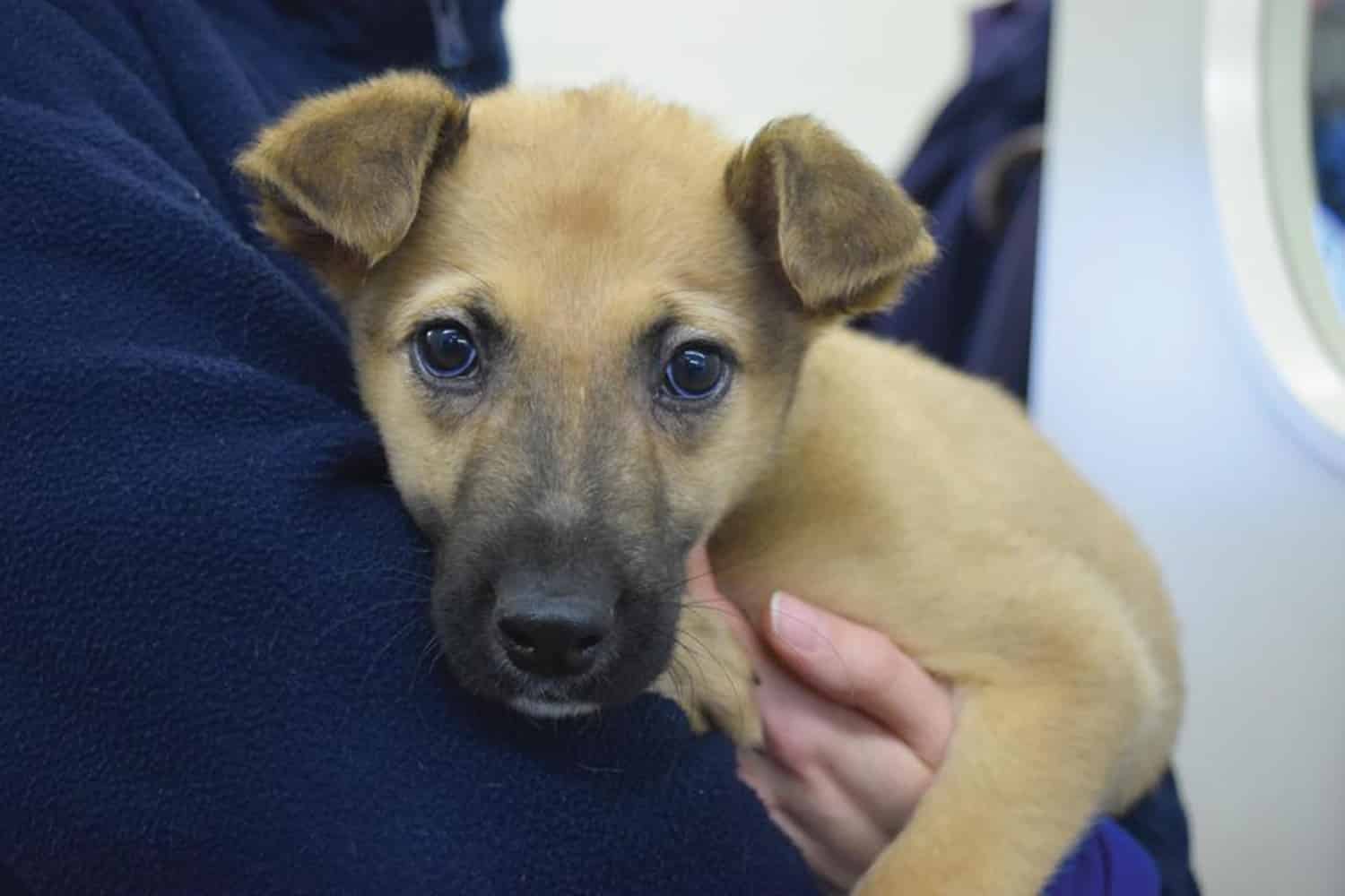 RESCUE CENTRE'S PLEA Battersea Dogs and Cats Home flooded with unwanted pets bought as Christmas presents from social media