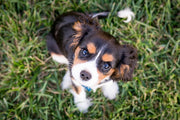 Training Treats for Puppies: A Guide to Choosing the Best