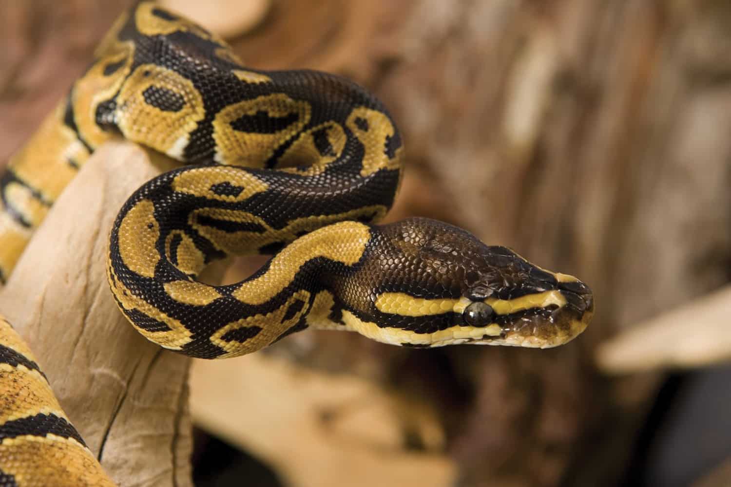 Domesticated Python Burmese Python Pet