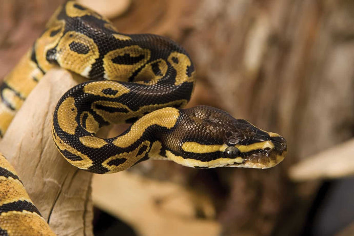 Snake charmers: Which Pythons make the best pets?
