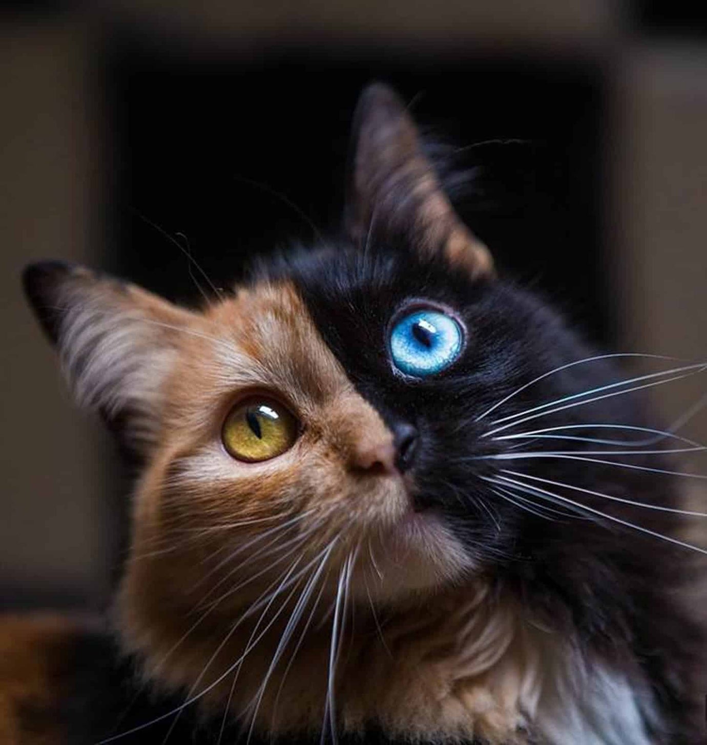 chimera cat