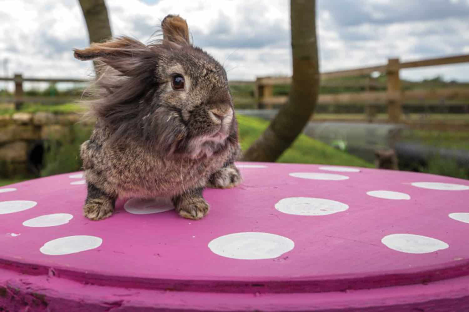 bunny kingdom