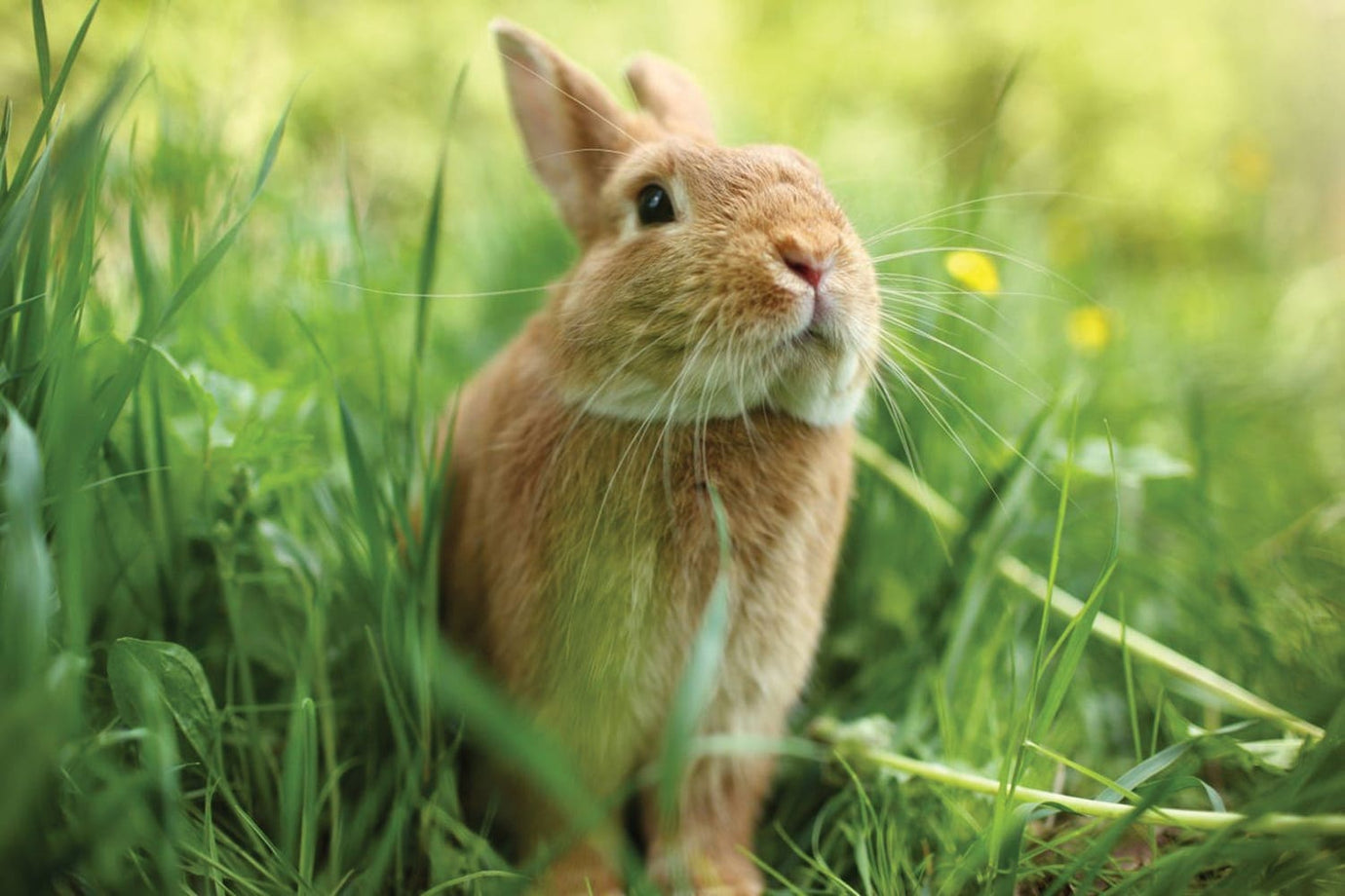 rabbit in the grass